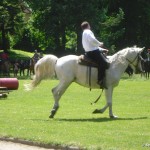 Steken_6-2013_0004-vikar na koni