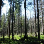 přírodní rezervace Velký Polom